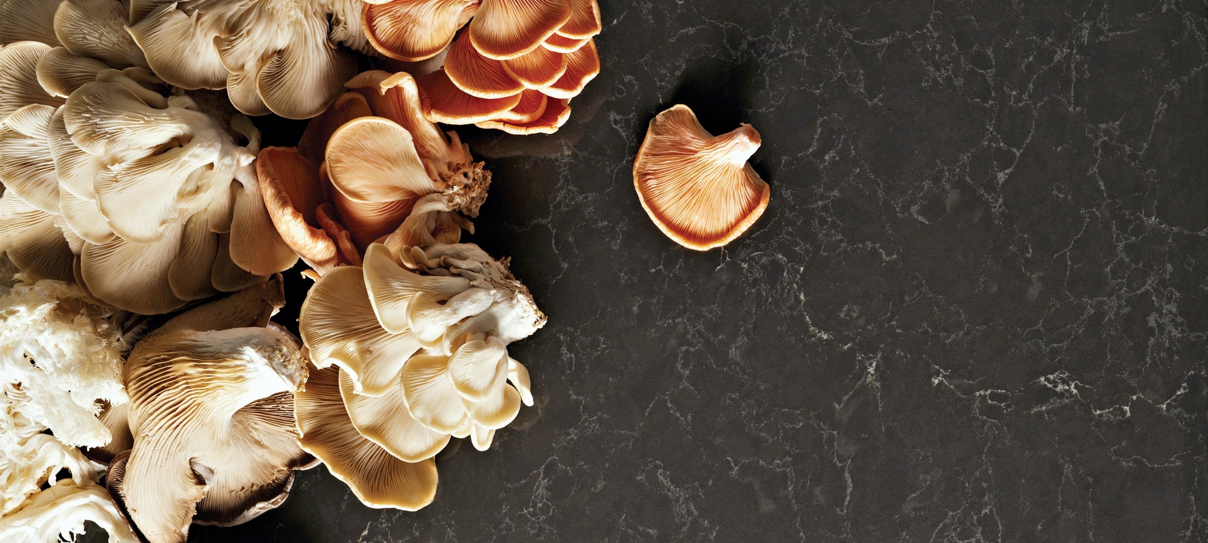 mushrooms on piatra grey counters caesarstone