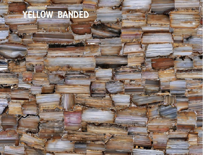 YELLOW BANDED